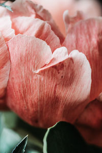 Close-up of pink rose