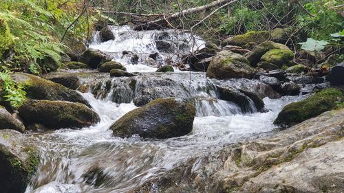 Stream flowing through rocks in forest