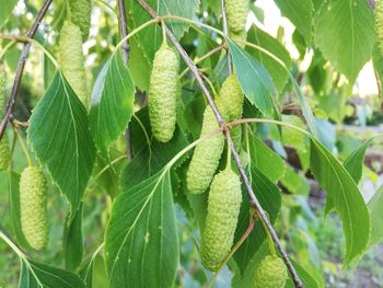 Close-up of fresh green plant