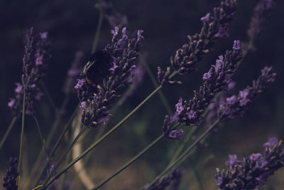Close-up of lavender against blurred background