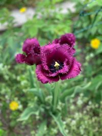 Close-up of purple flowering plant on field