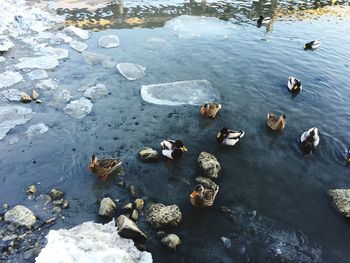 High angle view of ducks swimming on lake