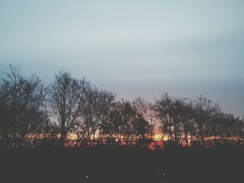 Scenic view of trees against sky