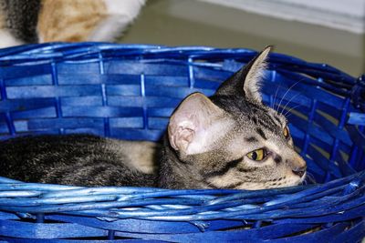 Close-up of sleeping cat