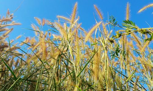 Close-up of plants growing on field against clear blue sky