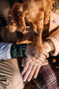 Dog paws with human hands close up. woman walk with little english cocker spaniel puppy dog in