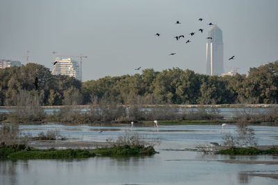 Flamingoes in ras al khor wildlife sanctuary, ramsar site, flamingo hide2, dubai, uae