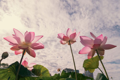 Close-up of pink flowering plant