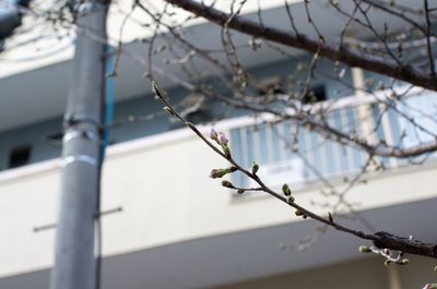 Close-up of twigs against blurred background