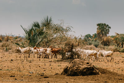 Sheep grazing on field against clear sky