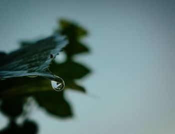 Close-up of water drops on plant against clear sky