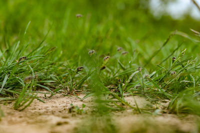 Close-up of grass on field