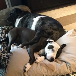 Dog sleeping on bed at home