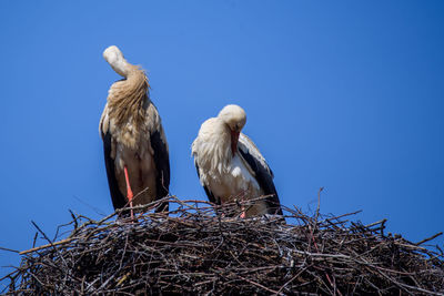 Low angle view of birds on nest against clear blue sky