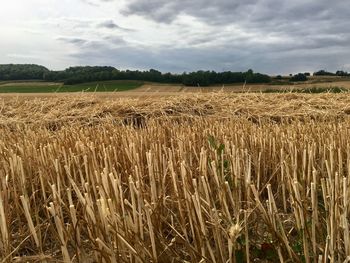 View of wheat field against cloudy sky 