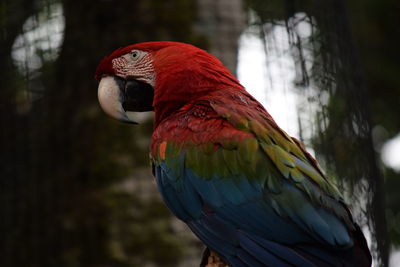 Close-up of parrot perching on tree