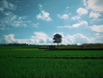 Scenic view of agricultural field against sky