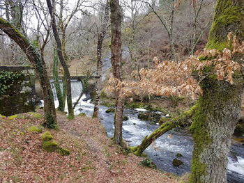Trees growing by river in forest