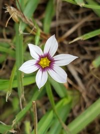 Close-up of crocus blooming outdoors