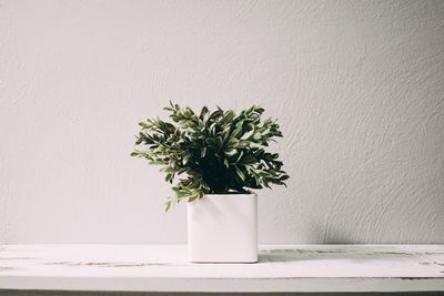 Potted plant on table against wall