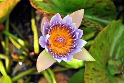 Close-up of purple flower