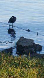 Bird perching on grass by lake