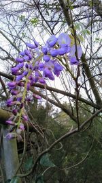 Close-up of purple flowers on tree