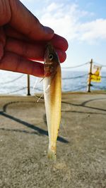 Close-up of hand holding fish