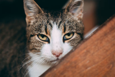 Close-up portrait of cat