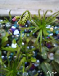 Close-up of green beetle on plant