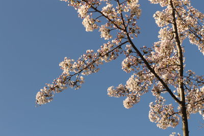 Low angle view of cherry blossoms against clear sky