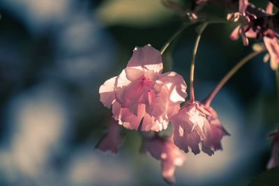 Close-up of pink flowering plant