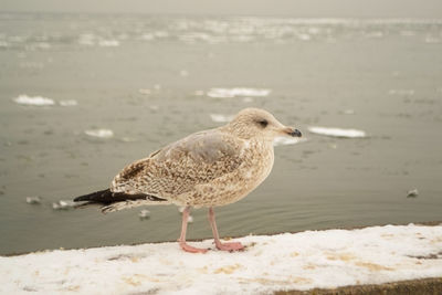 Close-up of seagull on beach