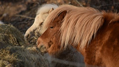 Side view of horses eating hay at farm