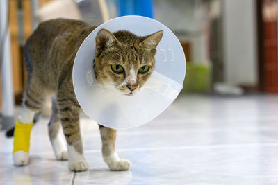 Portrait of cat on floor at home