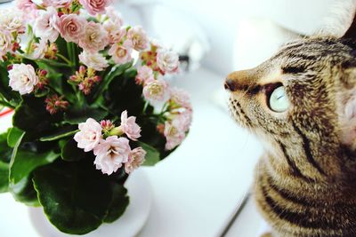 Close-up of cat by flowers