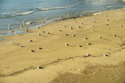 Large colony of seagulls gathered on the beach