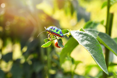 Close-up of insect on leaf