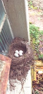 High angle view of bird in nest