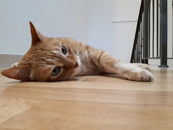 Cat resting on hardwood floor