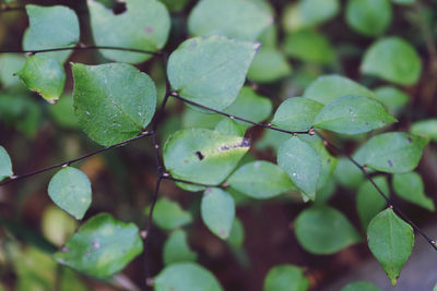 Close-up of wet plant leaves