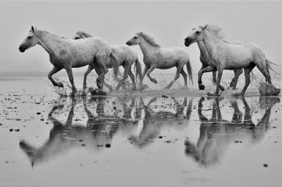 Horses in a lake