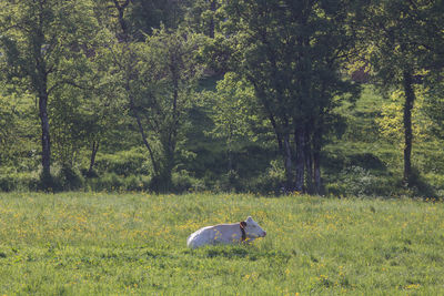 Cow in a field in spring