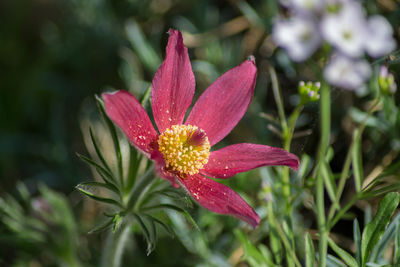 Close-up of red flowering plant