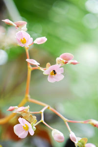 Close-up of pink flowering plant
