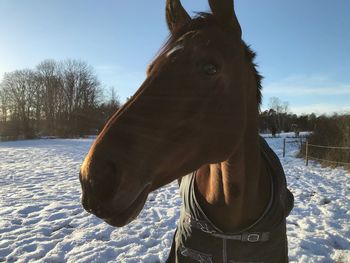 Close-up of a horse on snow covered field