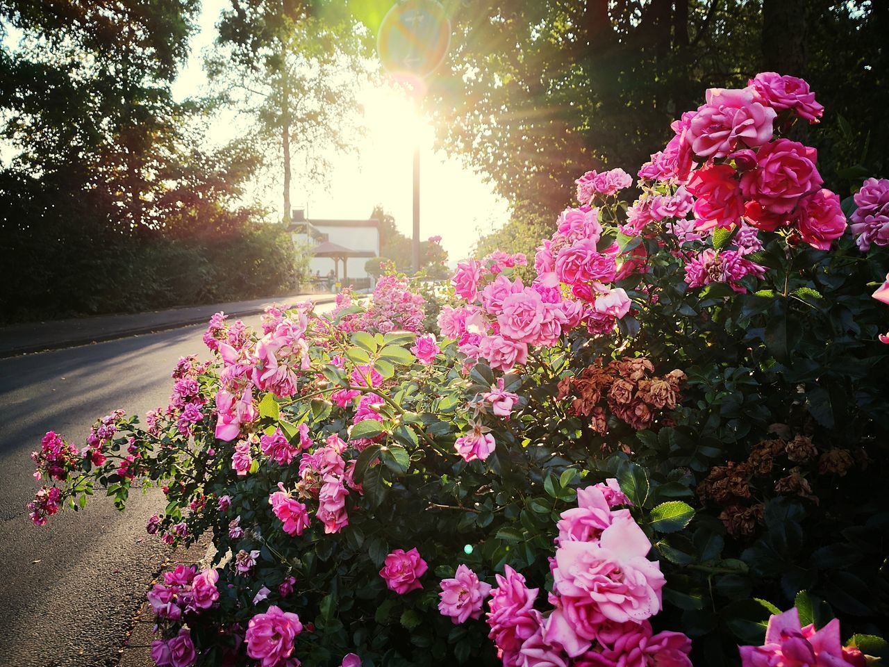 PINK FLOWERING PLANTS IN GARDEN AGAINST SKY