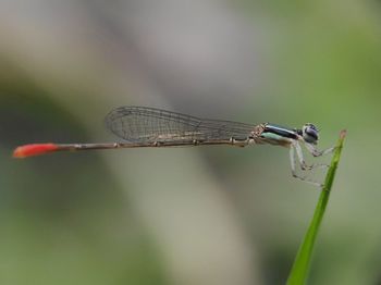 dragonflies and damseflies