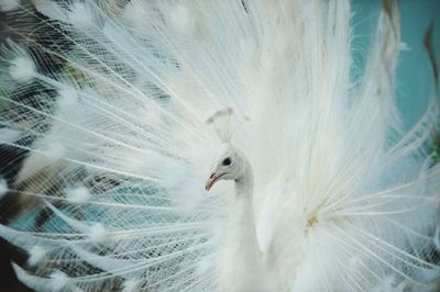 Close-up of a bird