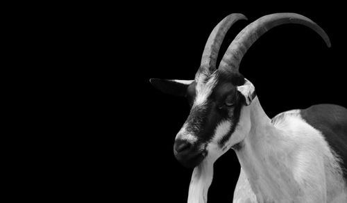 Close-up of deer against black background